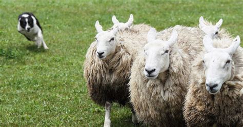 一生羊羊|そもそも羊ってどんな動物？羊の特徴や人間との歴史。